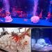 Buy Besimplle 2-Piece Artificial Coral Ornaments - Aquarium Resin Coral Decor & Underwater Sea Plants for Stunning Decor - Buy Online on GoSupps.com