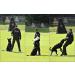 DINGO GEAR Left Bite Sleeve Hard Bite Bar for the Dog Bite Training IGP K9 Decoy Special Forces Other S00501 Black LEFT HARD IGP - Buy Online on GoSupps.com