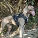 Oneigris Fire Watcher 2.0 Tactical Dog Harness | XL Black No-Pull Molle Metal Buckles Service Vest with 2 Handles - Premium 1000D Nylon - Buy Online on GoSupps.com