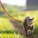 PetSafe Easy Walk Cat Harness - Size S Red | Elastic Bungee Leash for Comfortable Cat Walking | International Shipping Available - Buy Online on GoSupps.com
