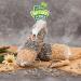 Buy Lyra PET Giant Feed Bar 600g - Premium Bird Food for Hanging | 4 pcs | Energy Source for Wild Birds Year-Round | Ideal for Balcony & Terrace - Buy Online on GoSupps.com