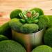 TecUnite 20-Piece Artificial Moss Rocks - Faux Green Moss Covered Stones in 5 Sizes - Buy Online on GoSupps.com
