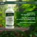 Buried Treasure Liquid Chlorophyll 100 mg, Dietary Supplement, Intestinal Digestive Support Natural Body Deodorant Vegan Non-GMO Alcohol Free, Spearmint Flavor 32oz - Buy Online on GoSupps.com