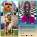 Opawz Permanent Pet Hair Dye - Grooming Salon Safe, Lasts 20+ Washes, Bright Hot Red Color for Dogs & Horses - Buy Online on GoSupps.com