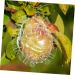 KONTONTY Fruit Shaper Vegetable Shaped Growth Fruitful to Play with Vegetable Fruit Shaping - Buy Online on GoSupps.com