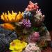 TAOMYPETS Coral Decor for Aquariums - Resin Coral Reef Ornaments | International Shipping - Buy Online on GoSupps.com