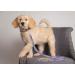 Pets First Baltimore Ravens Small NFL Leash - Officially Licensed - Buy Online on GoSupps.com