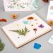 Large Wooden Flower Press Kit for Adults and Kids - 6 Layers, 6.3 x 8.3 Inch - DIY Flower Preservation Crafts - Buy Online on GoSupps.com