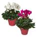 Live Flowering Indoor Cyclamen in Deco Cover - Assorted Colors (2 Plants Per Pack), Long Lasting Flowers, 10" Tall by 6" Wide in 1 Quart Pot