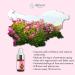 Essences Bulgaria Bio Real Bulgarian Rose Oil 3ml | 100% Natural & Vegan | Undiluted Rosa Damascena | Bio-Certified | Top Quality Family Business - Buy Online on GoSupps.com