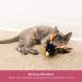 Pet Craft Supply Cat Toys 2 Pack - Interactive and Durable - Buy Online on GoSupps.com