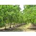 Clevera California Walnuts Halves & Pieces (1.2- lb) Fresh - Raw - Kosher 1.2 Pound (Pack of 1) - Buy Online on GoSupps.com
