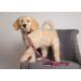 Arkansas Razorbacks Dog Leash - Small | Pets First Collegiate Pet Accessories - Buy Online on GoSupps.com
