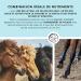 Horse Biotin Zinc Liquid 1000 ML - Skin Hair and Hoof Care for Horses - Biotin Zinc and MSM Liquid for a Healthy Coat - Coat and Hoof Care for Horses - Buy Online on GoSupps.com