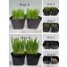 Organic Cat Grass Seeds Non-GMO A Mixture of Wheat Oats and Barley (350g) 350 g (Pack of 1) - Buy Online on GoSupps.com