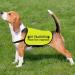 Shop 'In Training' Dog Vest - Don't Approach Ask Before Petting - EU Shipping Available - Buy Online on GoSupps.com