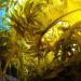 Organic Wakame Algae Flakes - Raw Vegan Umami Seaweed for Salad Sushi Dashi & Snacks | Pureeraw 30g - Buy Online on GoSupps.com
