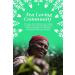 English Tea Shop Book Style Green Advent Calendar | 25 Pyramid Tea Bags | 50g - Buy Online on GoSupps.com