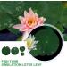Molain Artificial Lotus Leaves - 8 Realistic Foam Lily Pads for Home Garden Pond Pool & Aquarium Decoration - Buy Online on GoSupps.com