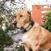 Senristar Personalized Real Leather Dog Collar with Engraved Name Tag - Durable & Stylish for Small Medium & Large Dogs (XS Black) - Buy Online on GoSupps.com