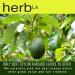 HerbLk Avocado Leaves - 100% Pure Natural Dried Leaves for Tea - Caffeine-Free Sugar-Free Gluten-Free - Organic Herbal Tea for Digestion & Antioxidant Support - 125 Leaves - Buy Online on GoSupps.com