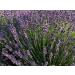 Buy Organic Lavender Soap Bar - Natural & Moisturizing | Fast International Shipping - Buy Online on GoSupps.com