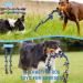 Sharlovy XL Kachenzeiten for Aggressive Horses - Durable 14-Piece Indestructible Dog Toys for Powerful Chewers | Robust Puppy Teeth Training - Buy Online on GoSupps.com