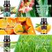 Aeshory 6 x 10ml Essential Oils Set - 100% Pure Therapeutic Grade Aromatherapy Oils for Home Diffusers - Lemon, Lavender, Tea Tree, Eucalyptus, Orange, Peppermint - 60ml Pack - Buy Online on GoSupps.com