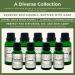 H.E.A.L. Just Breathe Essential Oil Blend 100% Pure Aromatherapy Oil with Eucalyptus Peppermint Tea Tree & Citrus for Diffusers & DIY Blends 1oz - Buy Online on GoSupps.com