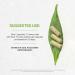 Secrets of the Tribe - Herbal Joint Pain Relief Supplement (60 Capsules) for Enhanced Mobility | Buy Internationally - Buy Online on GoSupps.com