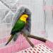 KOXHOX Comfort Corner Fleece Bird Blanket - Cozy Nest Toy for Parrots & Small Animals - Gray - Buy Online on GoSupps.com