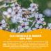 Optima Oil Essence Manuka 5 ml - Pure Natural Healing & Skin Care | Ship Worldwide - Buy Online on GoSupps.com