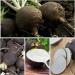 Black Spanish Radish Seeds - 500 Heirloom Seeds for Planting - Non-GMO & Untreated - Cool Weather Crop - Outdoor Garden - 2 Packs - Buy Online on GoSupps.com