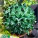 Natural Crystal Rough Crystal Cluster Green Phantom Quartz Crystal Cluster Sample Curing Home Decoration Crystal (Size : 550-600g) - Buy Online on GoSupps.com