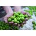 Gaea Pitted Mixed Greek Olives - Green, Black & Brunettes (5.3 oz) - Buy Online on GoSupps.com