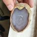 Natural Crystal Rough Natural Crystals and Stones Natural Water Bile Agate Rough Raw Agate Crystal Stone with Water Trapped Inside Moving Feng Shui Original Stone for Decoration 6-8cm - Buy Online on GoSupps.com