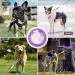Shop Tie-Out Leashes for Dogs - 9M Purple Yard Leash for Ultimate Outdoor Comfort - Buy Online on GoSupps.com