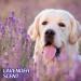 Hartz Odor Eliminating Dog Pads Regular 21 X 21 (50 Count) - Lavender Scented - Buy Online on GoSupps.com