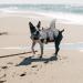 XXL Gray Dog Life Vest - Ripstop Float Coat for Swimming & Training | Lifeguard Jacket for Small Medium & Large Dogs - Buy Online on GoSupps.com