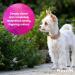 Pretty Pooch Artificial Grass Cleaner for Dogs 1L - Super Concentrate Disinfectant & Deodorizer (Fresh Cut Grass) - Makes 10 Litres | Buy Now - Buy Online on GoSupps.com