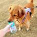 Nepfaivy Portable Dog Water Bottle: 350ml Travel Bottle with 150ml Food Container - Ideal for Small Dogs on-the-Go Hiking & Traveling - Blue - Buy Online on GoSupps.com