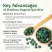 Aimgrow Organic Spirulina Tablets Nutrient-Rich Spirulina for Eye and Skin Health Canada Organic Non-GMO and Gluten-Free 500mg 300 Tablets - Buy Online on GoSupps.com