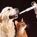 2-Piece Pet Pill Syringe Set for Cats, Dogs, Birds - Reusable Feeding Dispenser with Safety Soft Tip - Pet Piller Gun Tool Kit - White - Buy Online on GoSupps.com