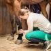 IceHOF Cooling Gaiters for Horses | Firm Hold & Comfortable Material | 2 Removable Cooling Packs | Washable & Protective Cooling Straps (2 Pieces) - Buy Online on GoSupps.com