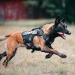 Oneigris No-Pull Dog Harness - Ultra Breathable Adjustable Safety Vest for Large/Medium Dogs - 2 Handles - Black (L: Neck 45-63cm Chest 68-91cm) - Buy Online on GoSupps.com