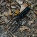 Goture Stainless Steel Fish Spear Barbed Tip for Frog and Fish - Style-02 - Buy Online on GoSupps.com