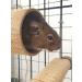 Good Degu Beetroot Bites- Degu treats 2-pack - Buy Online on GoSupps.com