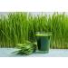 Antler Farms - 100% Pure Organic New Zealand Wheatgrass Powder 40 Servings 200g - Raw Vegan Gluten Free Nutrient Rich High Chlorophyll Wheat Grass Detox Essential Amino Acids Minerals - Buy Online on GoSupps.com