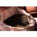 Authentic Ethiopian Koseret Herb - Handpicked & Processed, Non-GMO, Organic, 1 oz - Perfect for Niter Kibbeh & Dry Rubs - Buy Online on GoSupps.com