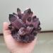 for 900g Natural Purple Ghost Phantom Quartz Crystal Cluster Rock Stones and Crystals Specimen Home 1pcs Crystal Cluster (Size : 700-800g)